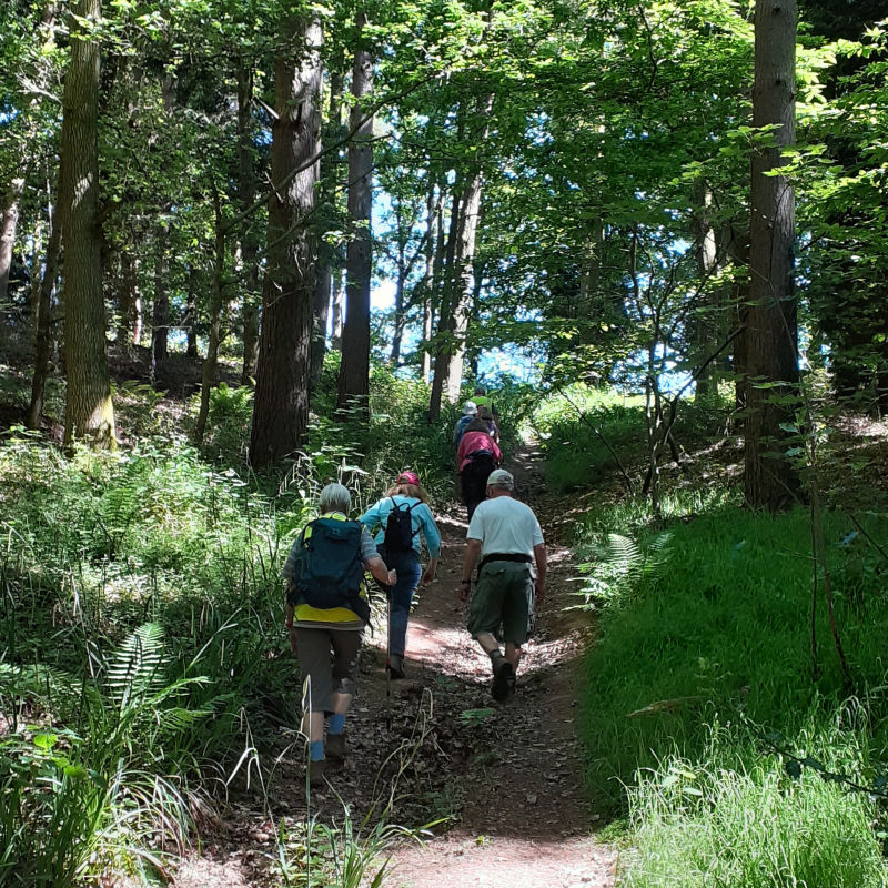 Walkers climbing a path in shaded woodland