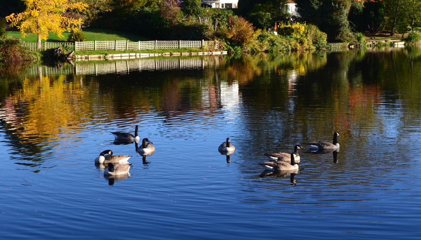 Wildfowl on Captain's Pool, Spennells