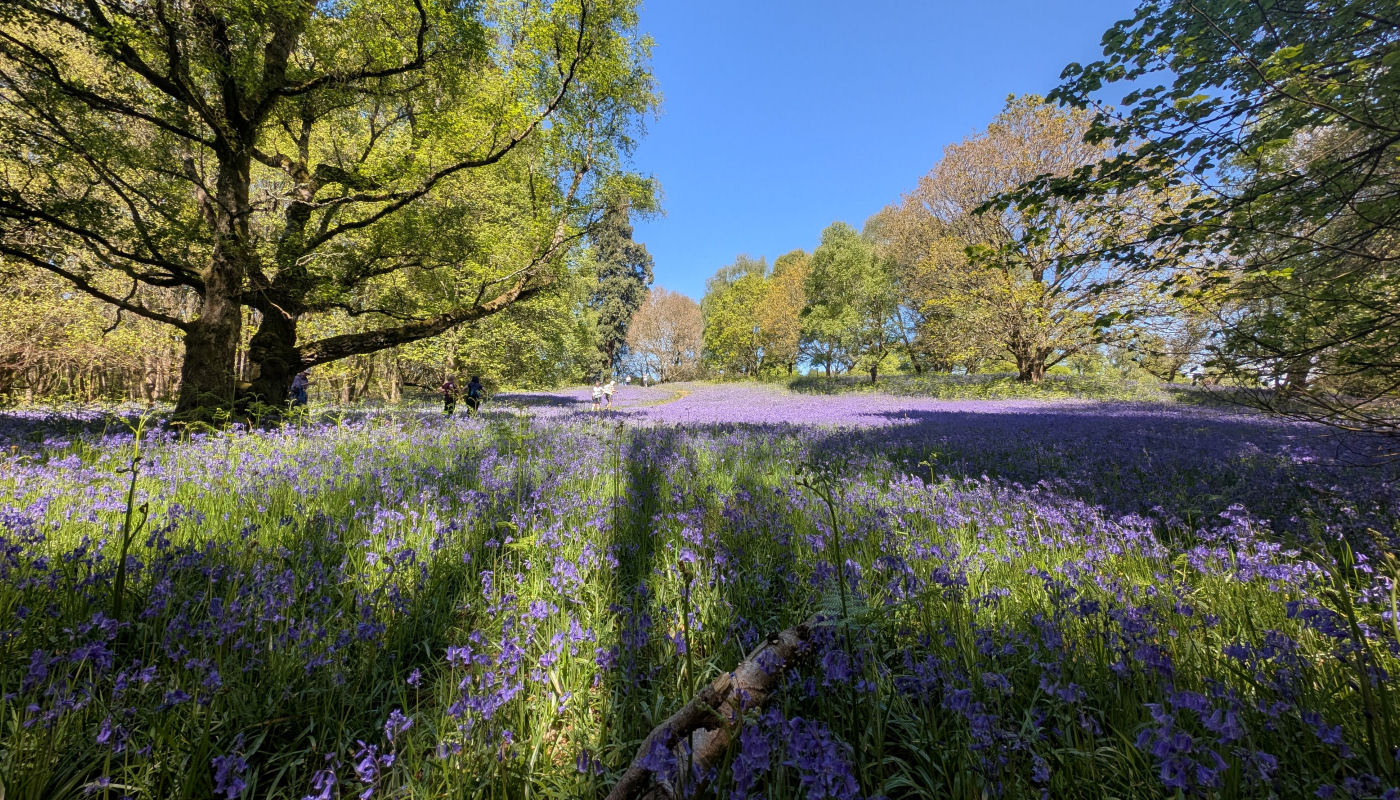 Bluebells in Shrawley Wood